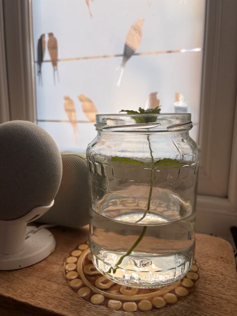 before roots experiment