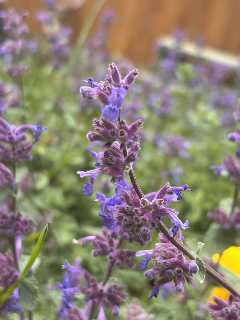 catmint 