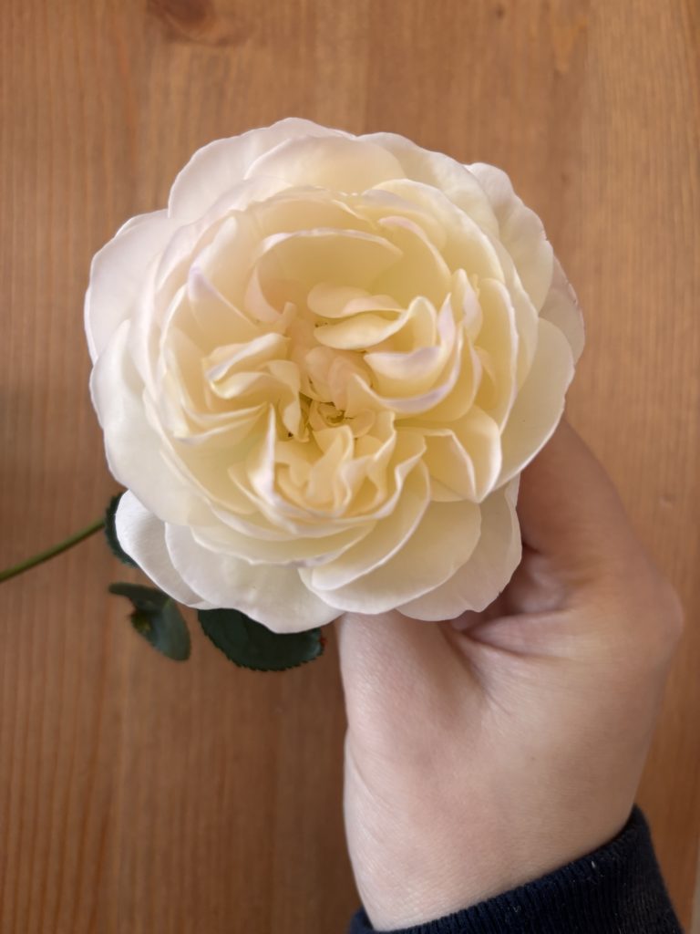 Claire Austin rose