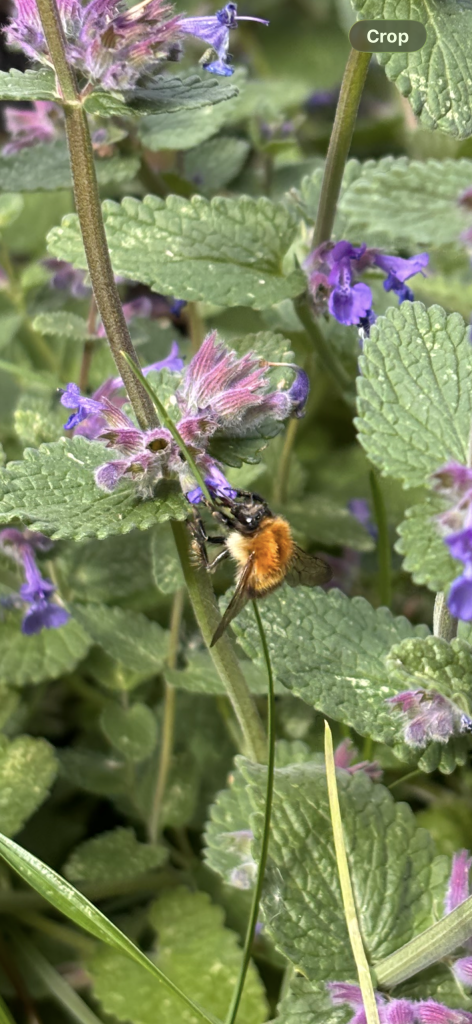 bee on catmint