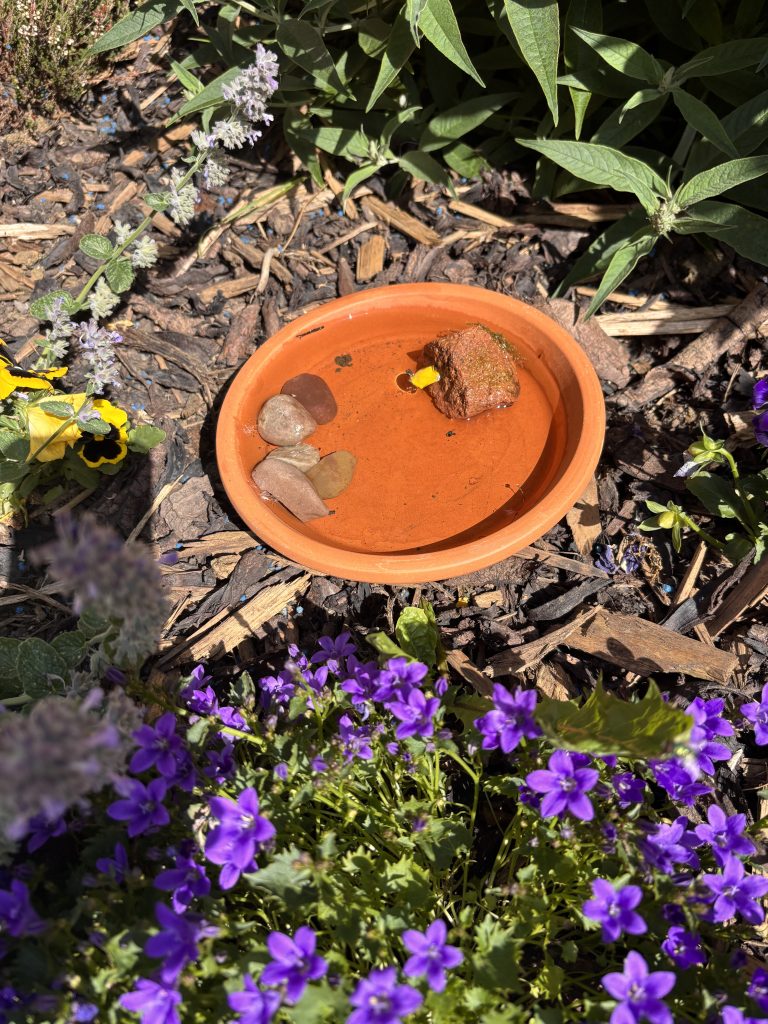 bee water pool