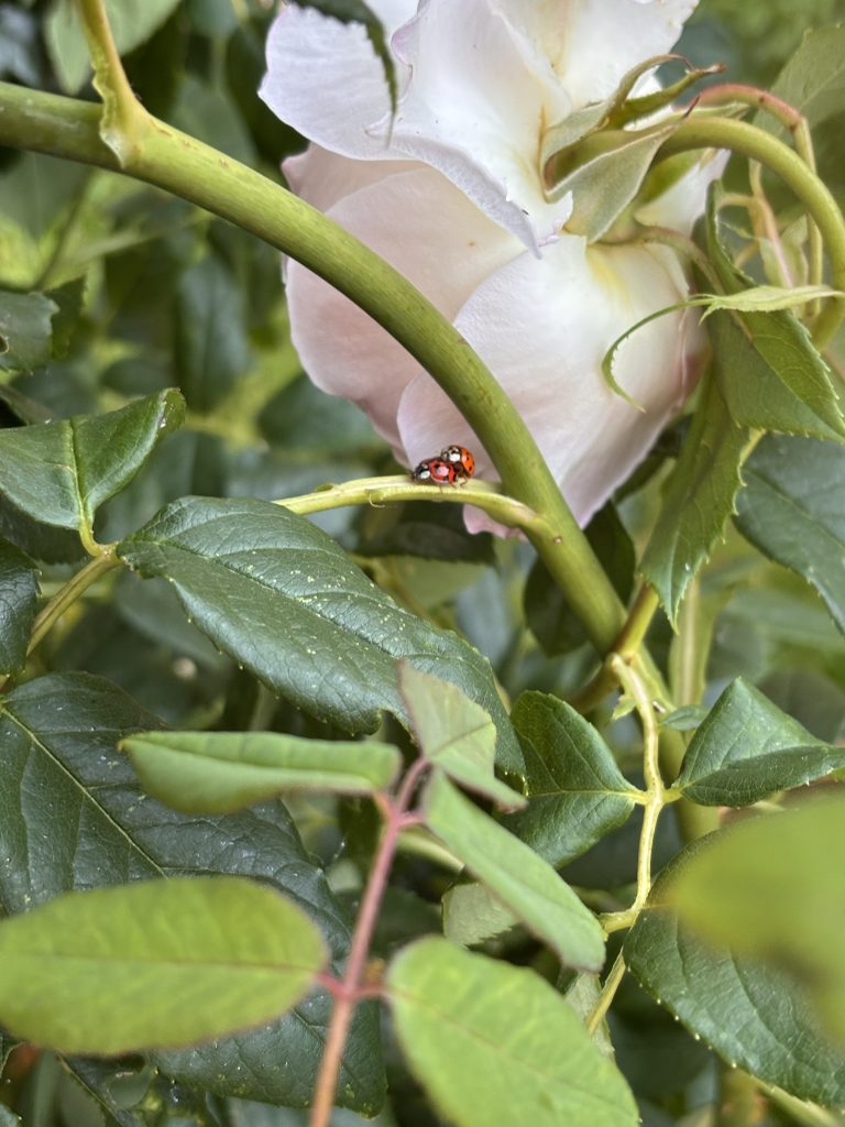 ladybirds creating more ladybirds