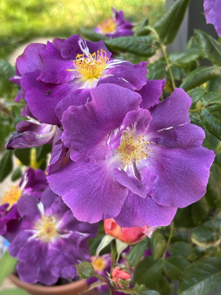 blue rhapsody Harkness