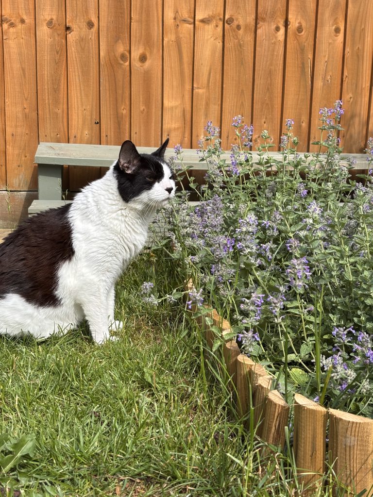 Carlo enjoying his catmint