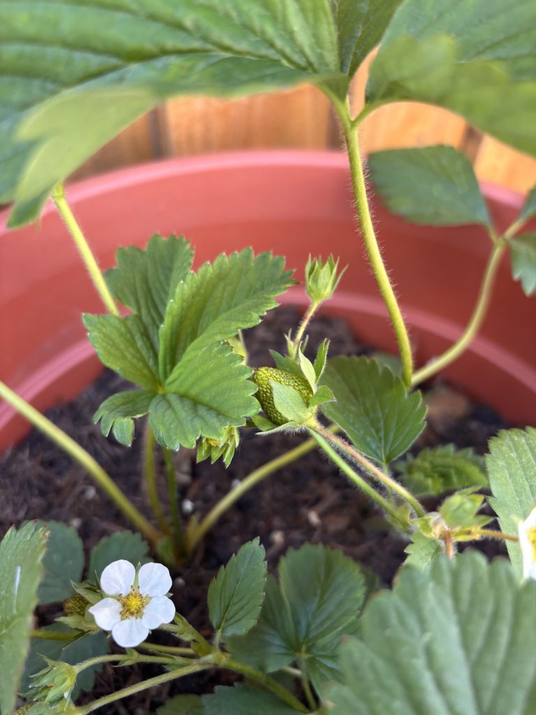strawberry babies