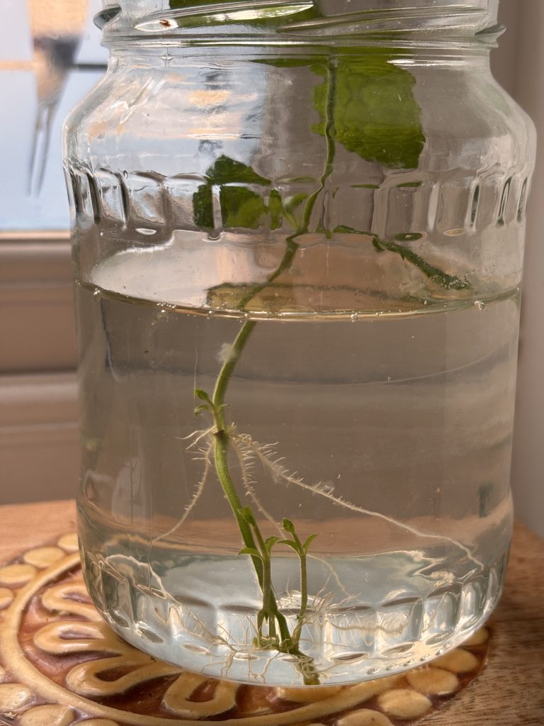 mint roots experiment 